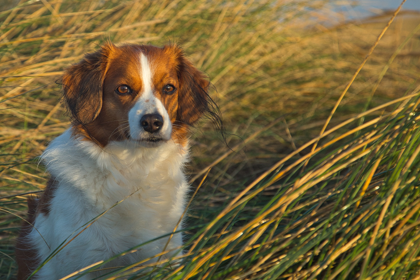 Urlaub mit Hund in Dänemark - November 2022