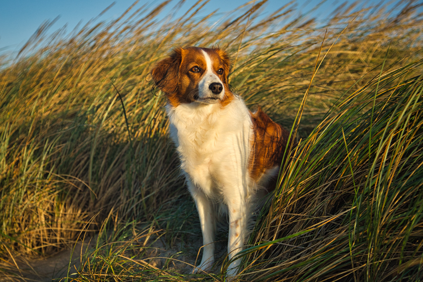 Urlaub mit Hund in Dänemark