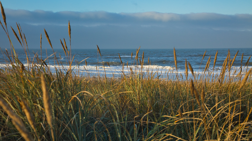 Urlaub mit Hund in Dänemark