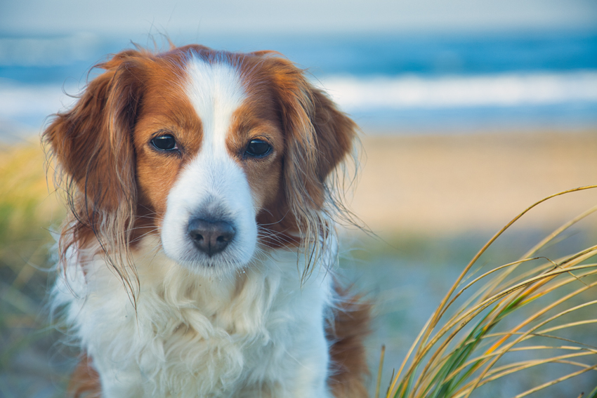 Urlaub mit Hund in Dänemark