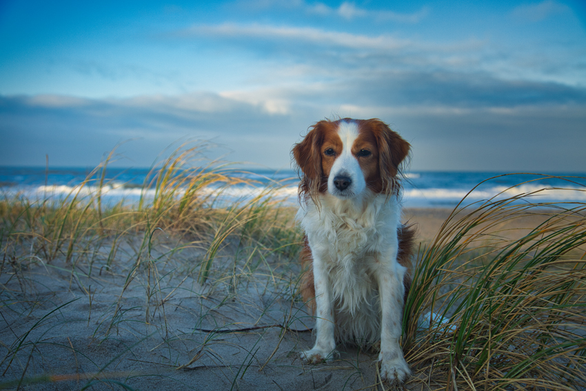 Urlaub mit Hund in Dänemark