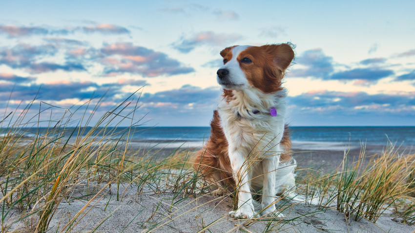 Urlaub mit Hund in Dänemark