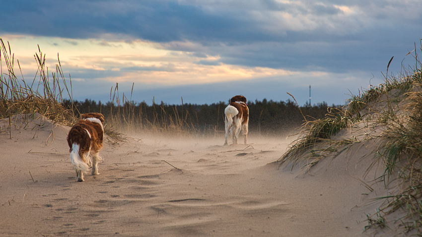 Urlaub mit Hund in Dänemark