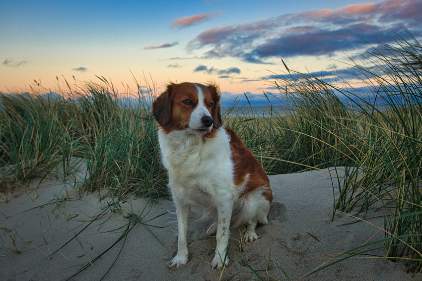 Urlaub mit Hund in Dänemark - November 2022