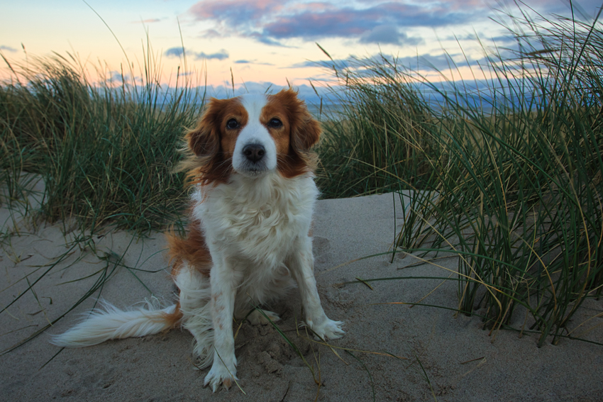 Urlaub mit Hund in Dänemark