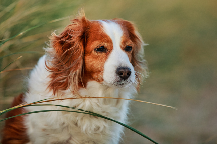 Urlaub mit Hund in Dänemark