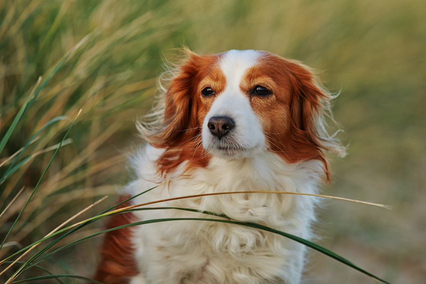 Urlaub mit Hund in Dänemark