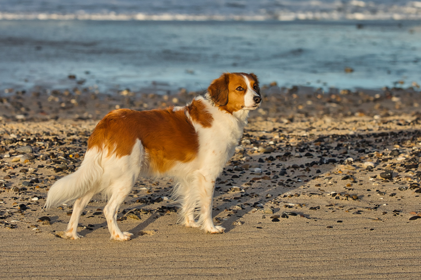 Urlaub mit Hund in Dänemark