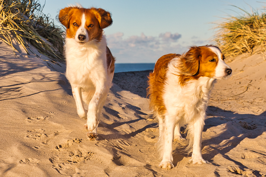 Urlaub mit Hund in Dänemark