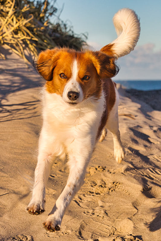 Urlaub mit Hund in Dänemark