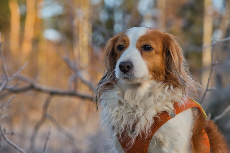 Kooikerhondje aus Langenhorn