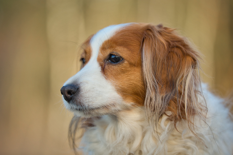 Kooikerhondje aus Langenhorn