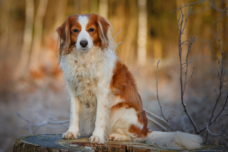 Kooikerhondje aus Langenhorn