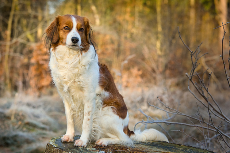 Kooikerhondje aus Langenhorn