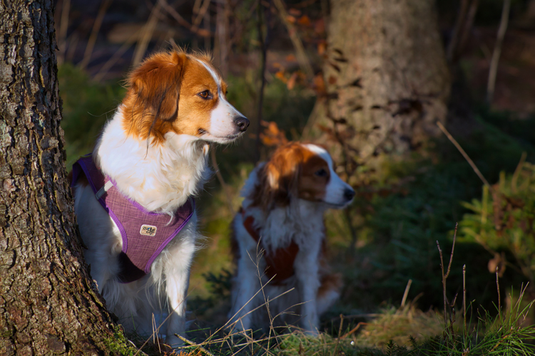 Kooikerhondje aus Langenhorn