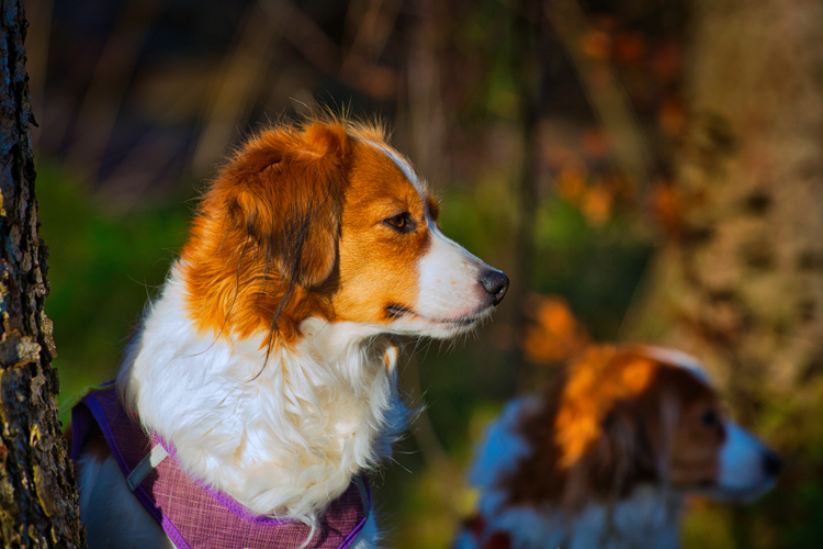 Kooikerhondje aus Langenhorn