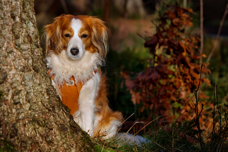 Kooikerhondje aus Langenhorn