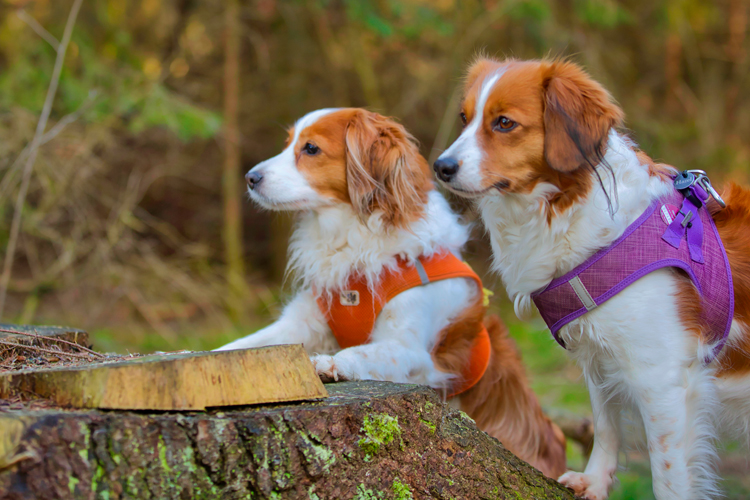 Kooikerhondje aus Langenhorn