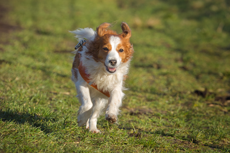 Kooikerhondje aus Langenhorn