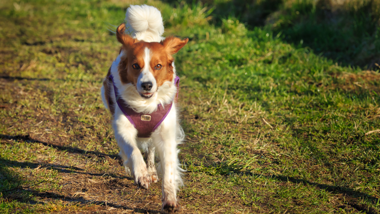 Kooikerhondje aus Langenhorn