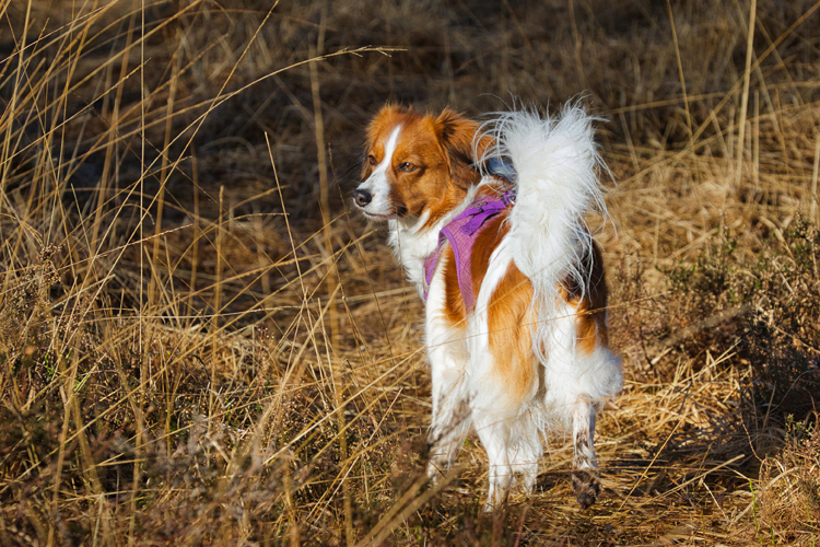 Kooikerhondje aus Langenhorn