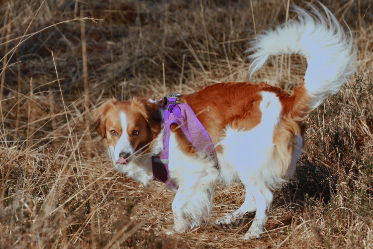 Kooikerhondje aus Langenhorn