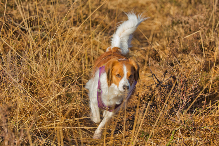 Kooikerhondje aus Langenhorn