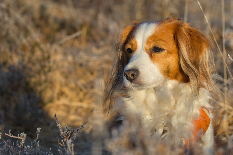 Kooikerhondje aus Langenhorn