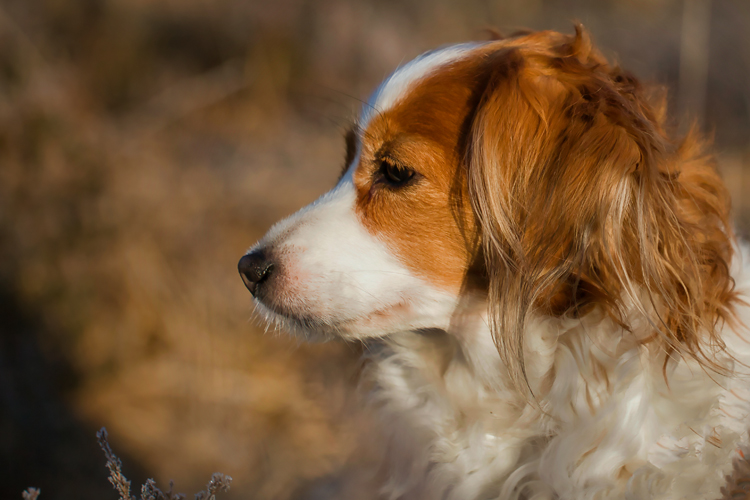 Kooikerhondje aus Langenhorn