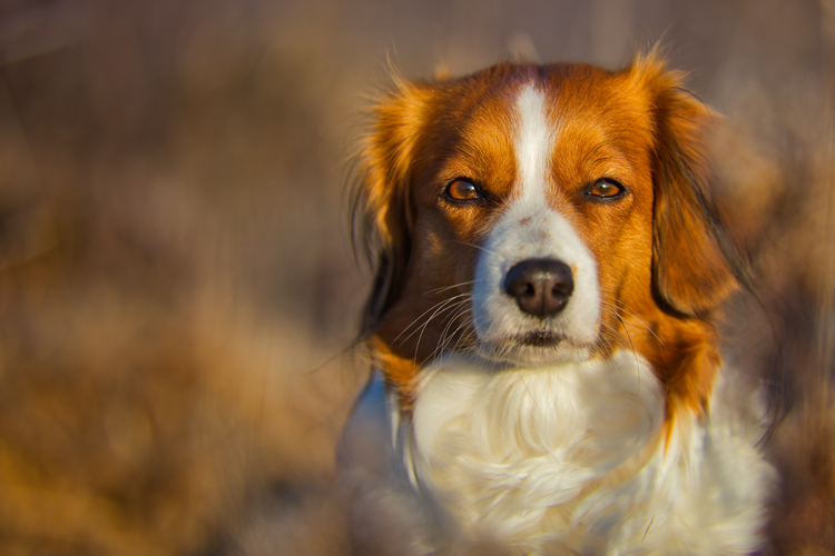 Kooikerhondje aus Langenhorn