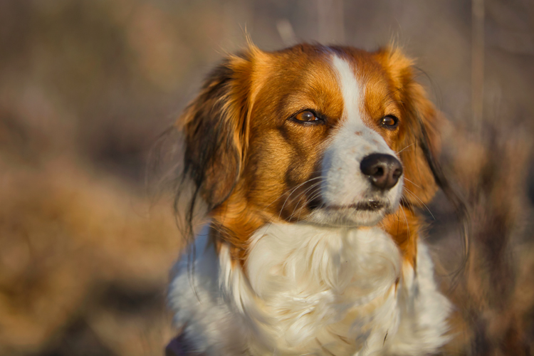 Kooikerhondje aus Langenhorn