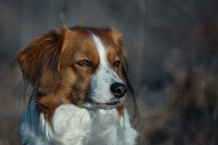 Kooikerhondje aus Langenhorn