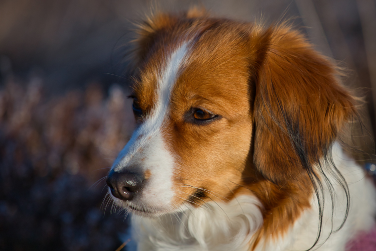 Kooikerhondje aus Langenhorn