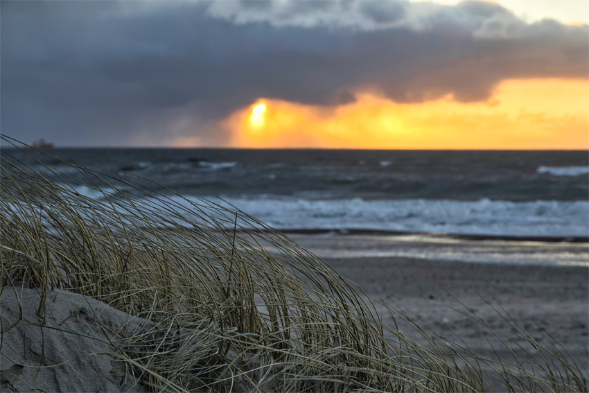 Urlaub mit Hund in Dänemark