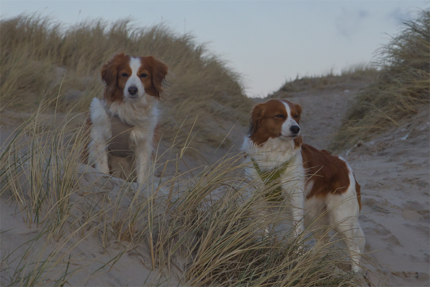 Urlaub mit Hund in Dänemark