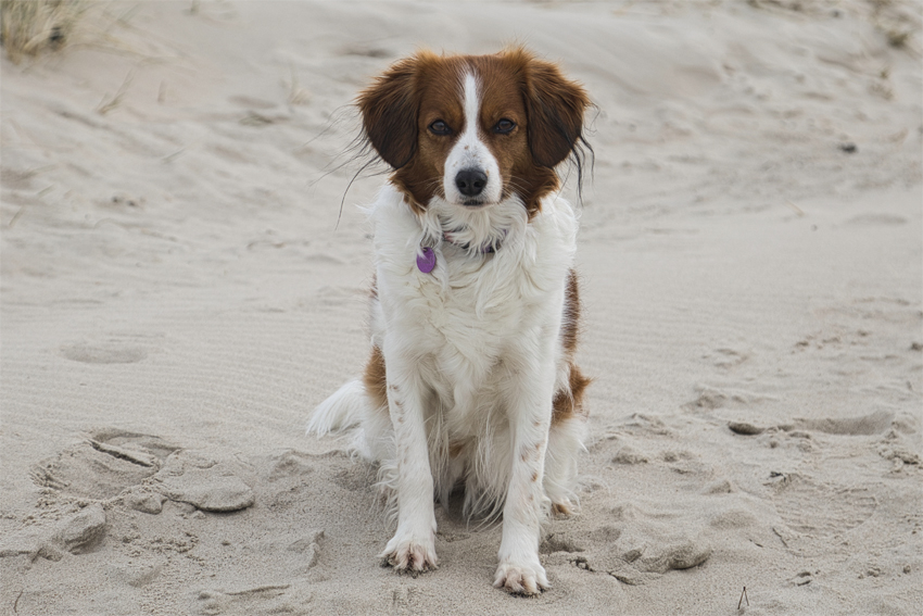 Urlaub mit Hund in Dänemark