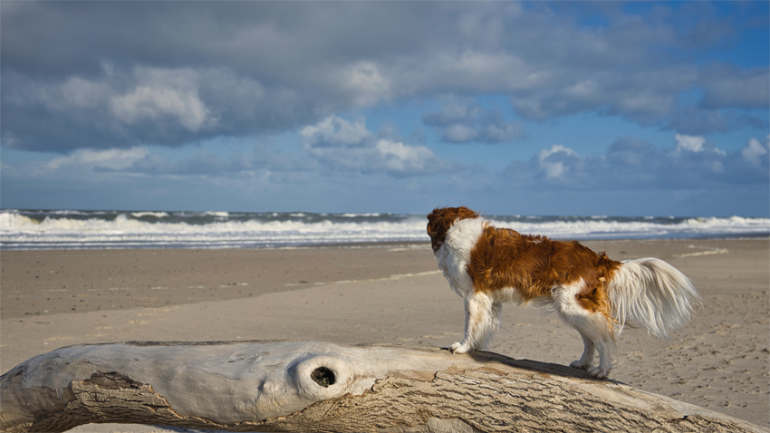 Urlaub mit Hund in Dänemark