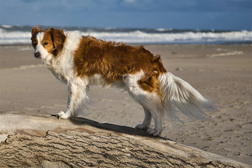 Urlaub mit Hund in Dänemark