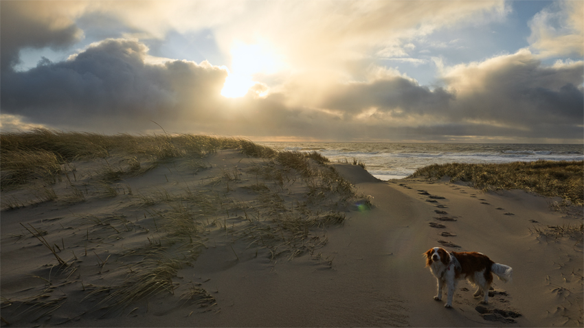 Urlaub mit Hund in Dänemark