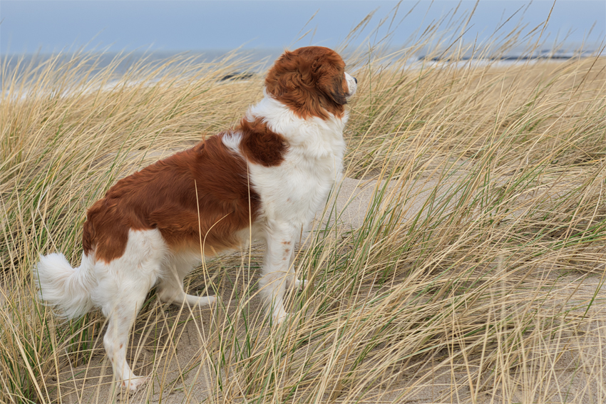 Urlaub mit Hund in Dänemark