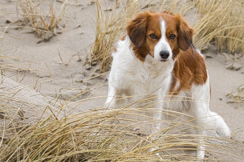 Urlaub mit Hund in Dänemark