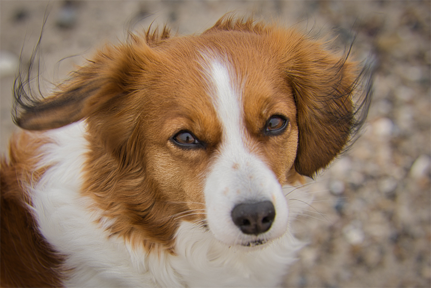 Urlaub mit Hund in Dänemark