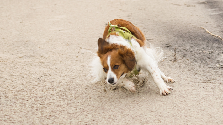 Urlaub mit Hund in Dänemark