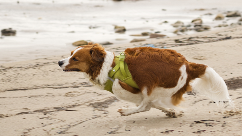 Urlaub mit Hund in Dänemark