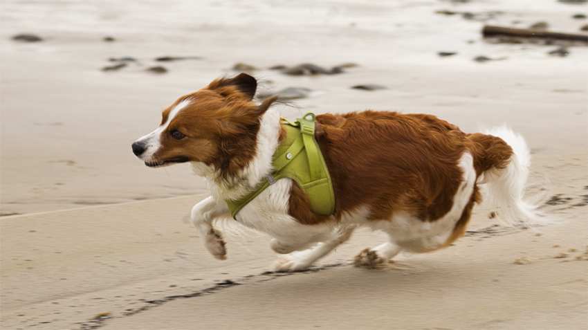 Urlaub mit Hund in Dänemark