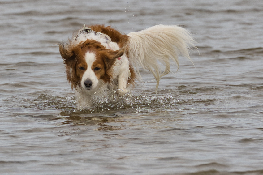 Urlaub mit Hund in Dänemark