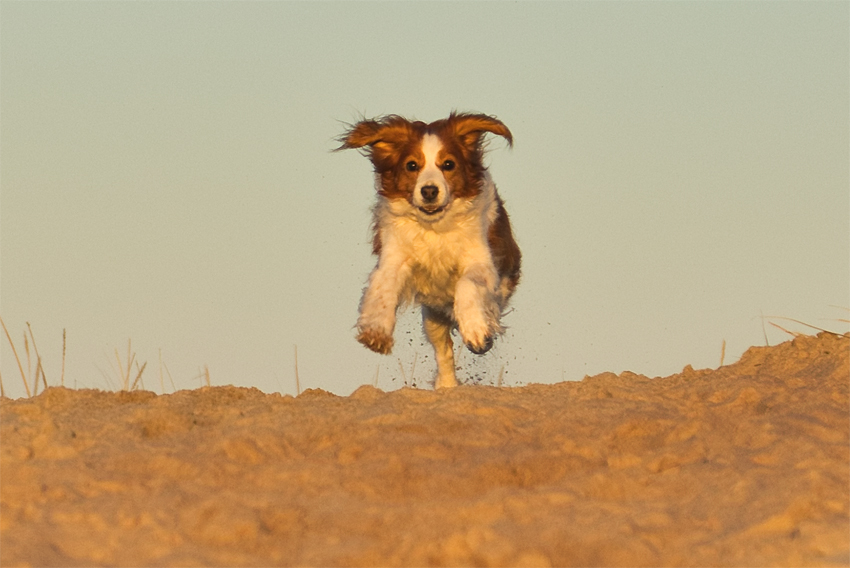 Urlaub mit Hund in Dänemark