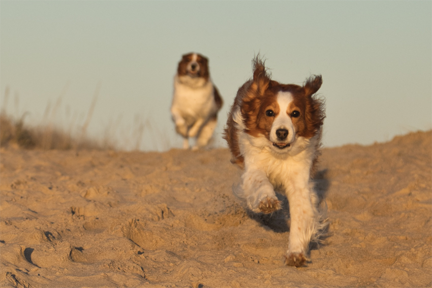 Urlaub mit Hund in Dänemark