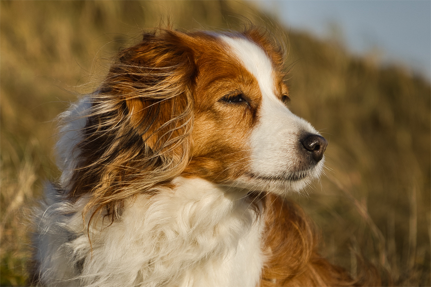 Urlaub mit Hund in Dänemark