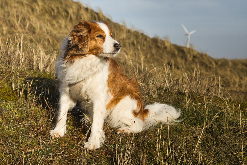 Urlaub mit Hund in Dänemark